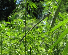 Platycnemis pennipes