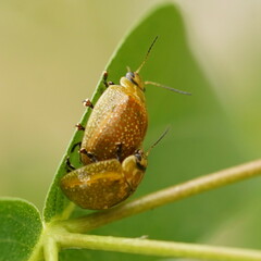 Paropsisterna cloelia