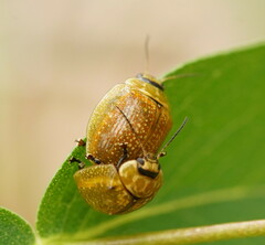 Paropsisterna cloelia