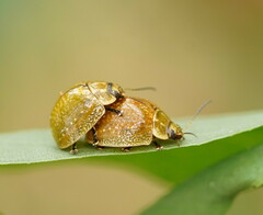 Paropsisterna cloelia
