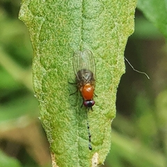 Sapromyza sciomyzina