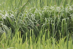 Acrocephalus orientalis