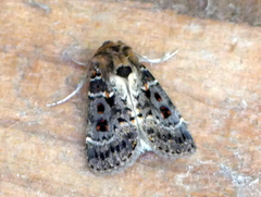 Proteuxoa sanguinipuncta