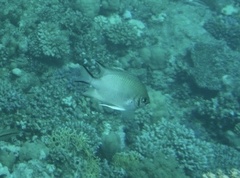 Amblyglyphidodon indicus