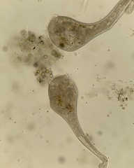 Stentor roeselii