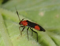 Trilaccus nigroruber