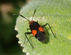 Trilaccus nigroruber