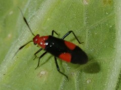 Trilaccus nigroruber