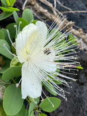 Capparis sandwichiana