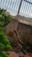 Argiope argentata