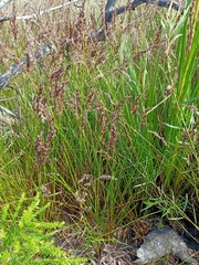 Machaerina teretifolia