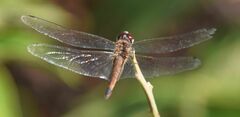 Tramea darwini