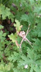 Argiope argentata