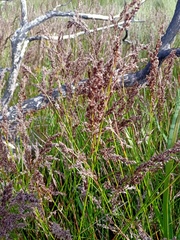 Machaerina teretifolia