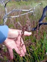 Machaerina teretifolia