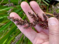 Machaerina teretifolia