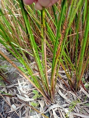 Machaerina teretifolia