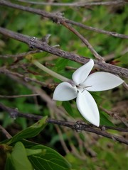 Bouvardia longiflora