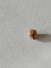 Machaerina teretifolia