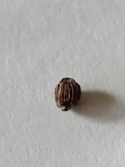 Machaerina teretifolia