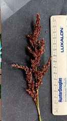 Machaerina teretifolia