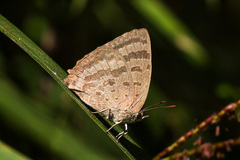 Arhopala alax