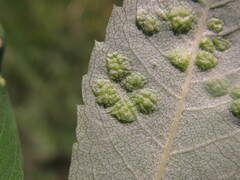 Phyllocoptes didelphis