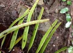 Pyrrosia confluens