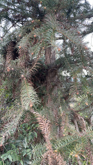 Cunninghamia lanceolata