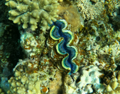 Tridacna maxima