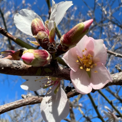 Prunus amygdalus