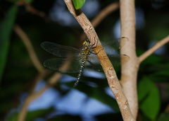 Hydrobasileus brevistylus