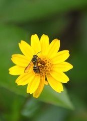 Neocorynura