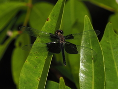 Rhyothemis triangularis