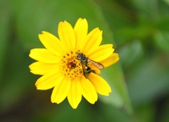 Neocorynura