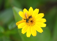 Neocorynura