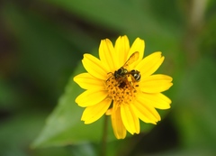 Neocorynura
