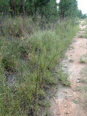 Symphyotrichum subulatum squamatum