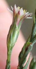 Symphyotrichum subulatum squamatum