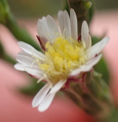 Symphyotrichum subulatum squamatum