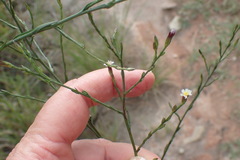 Symphyotrichum subulatum squamatum