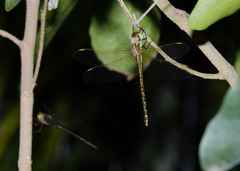 Austrogynacantha heterogena