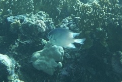 Amblyglyphidodon indicus