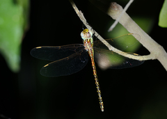 Austrogynacantha heterogena