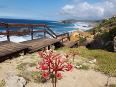 Brunsvigia orientalis