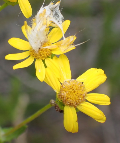 Image of Senecio ilicifolius by (c) Nicola van Berkel, some rights reserved (CC BY-SA)
