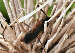 Colpa quinquecincta