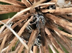 Colpa quinquecincta