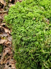 Pseudisothecium myosuroides