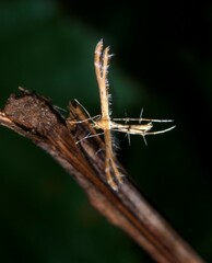 Pterophorus monodactylus